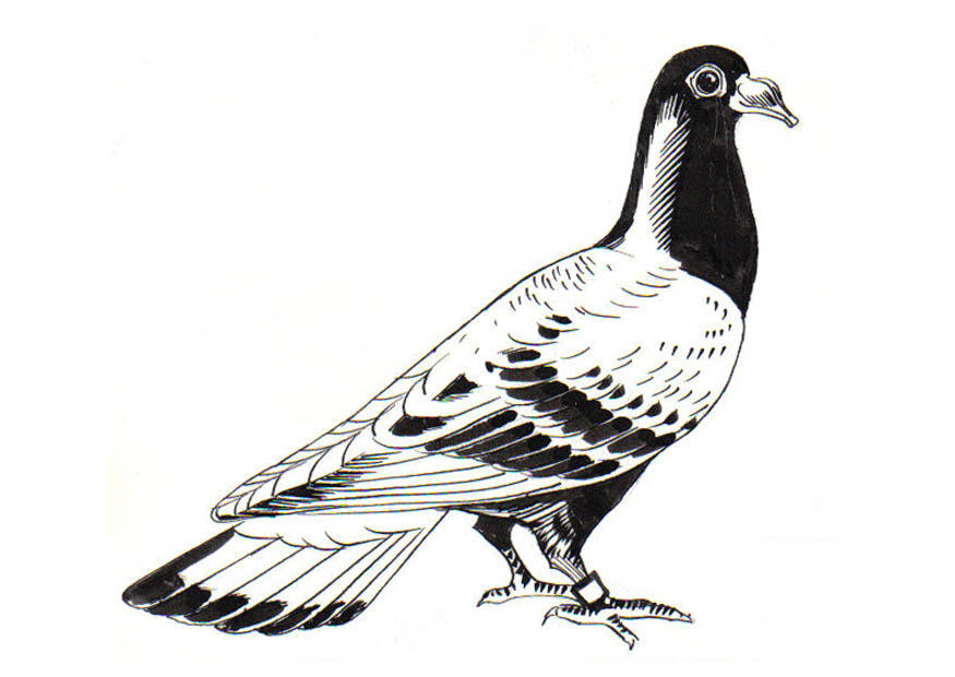 duva - brevduva Målarbild duva - brevduva