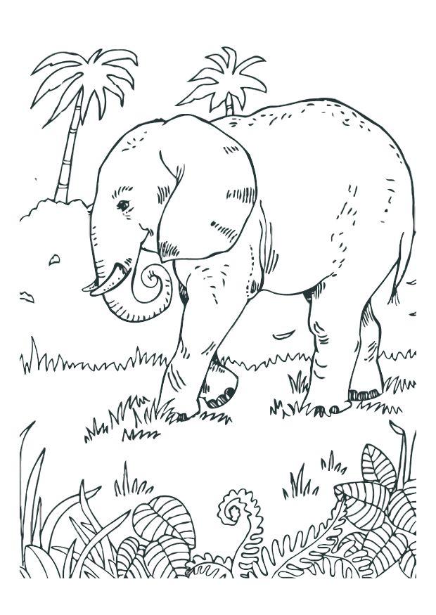 elefant Målarbild elefant