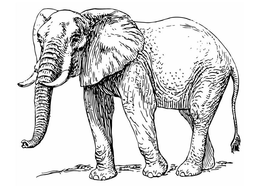 elefant Målarbild elefant
