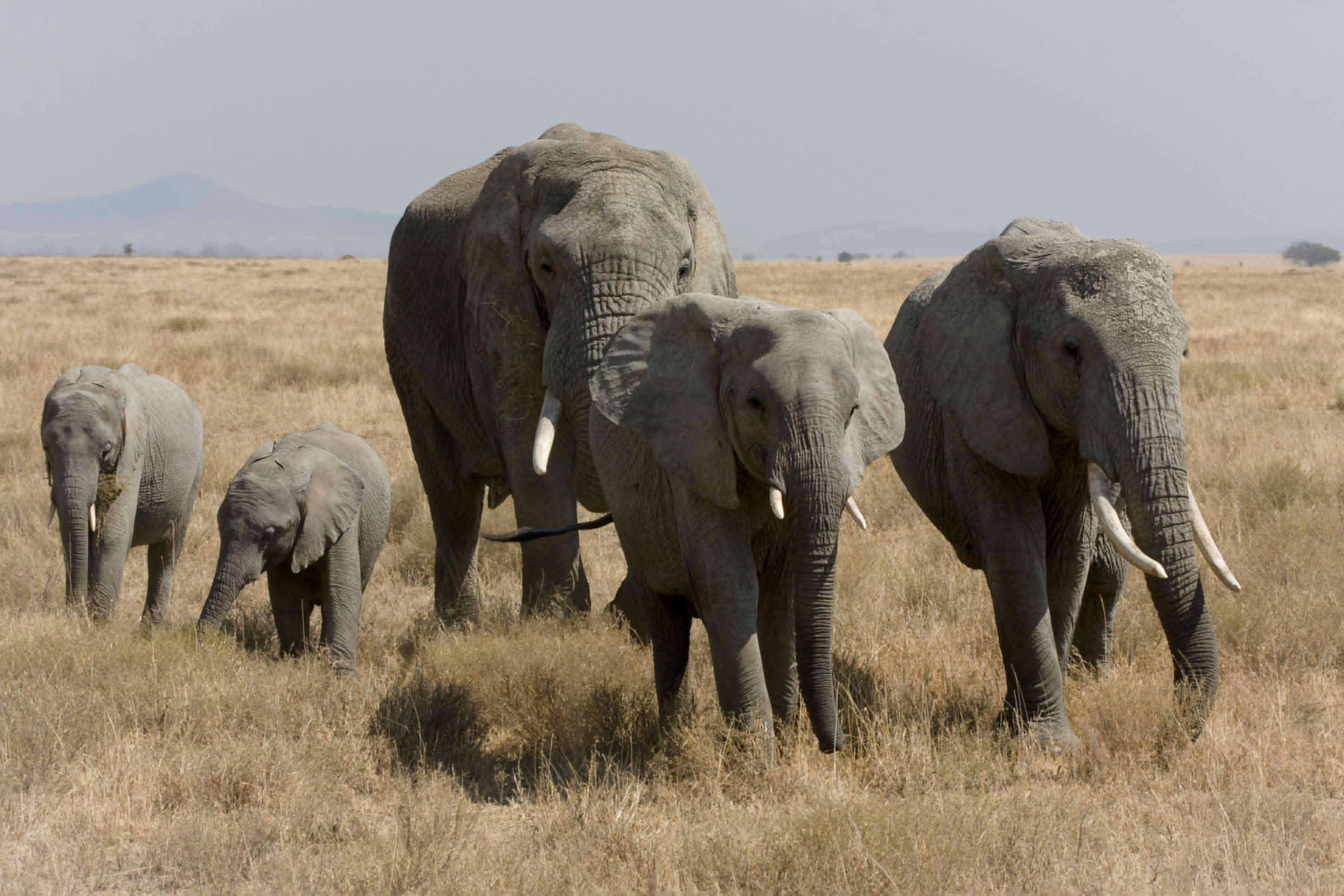 elefant Foto elefant