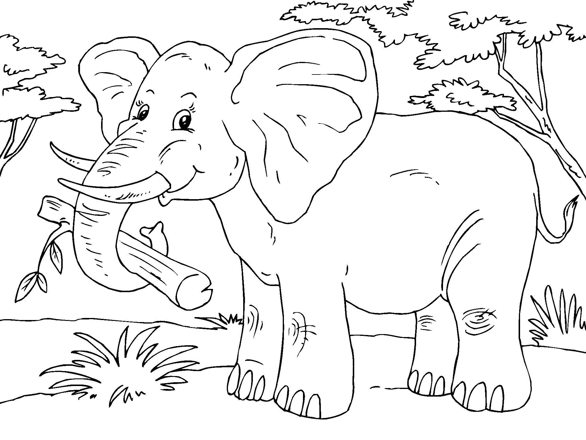 elefant Målarbild elefant