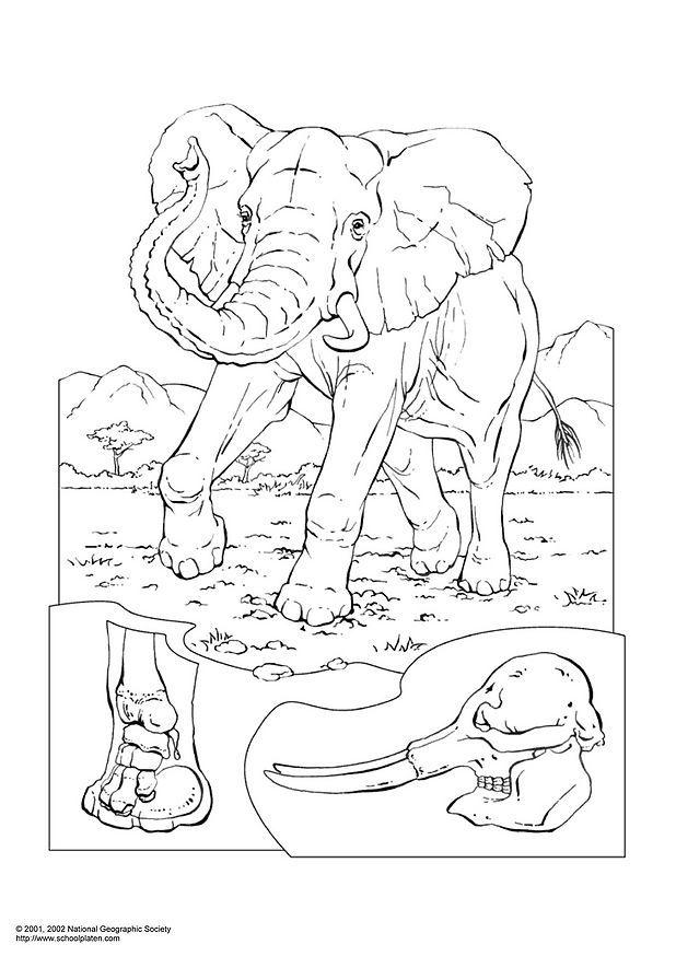 elefant Målarbild elefant