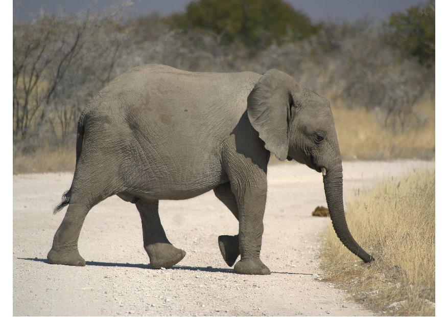 elefant Foto elefant