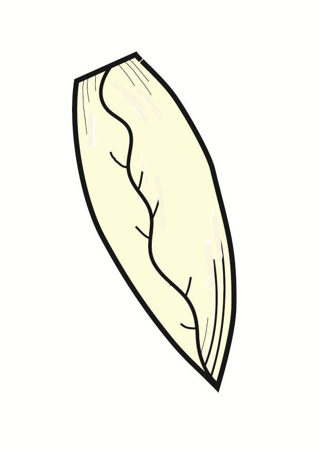 bild endive
