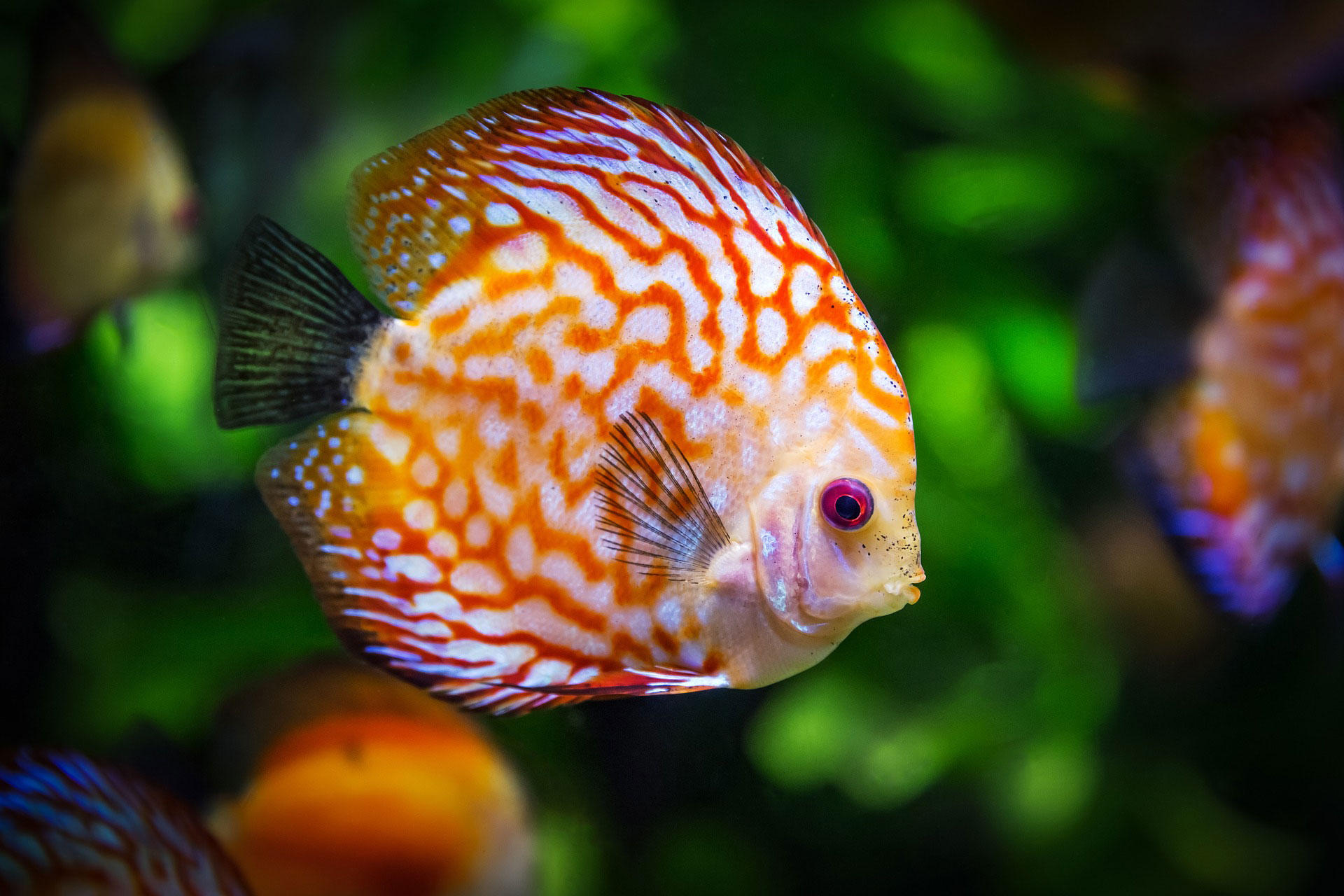 fisk Foto fisk