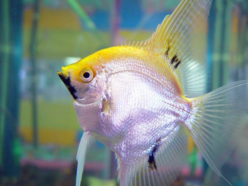 fisk Foto fisk
