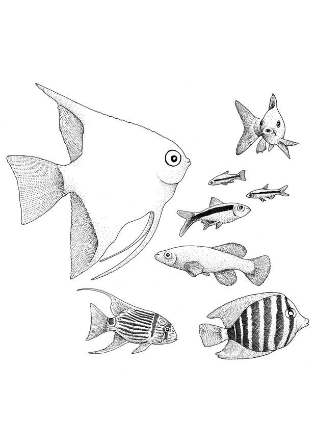 fisk Målarbild fisk