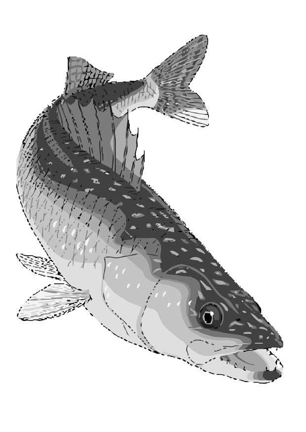 fisk - gA¶s Målarbild fisk - gA¶s