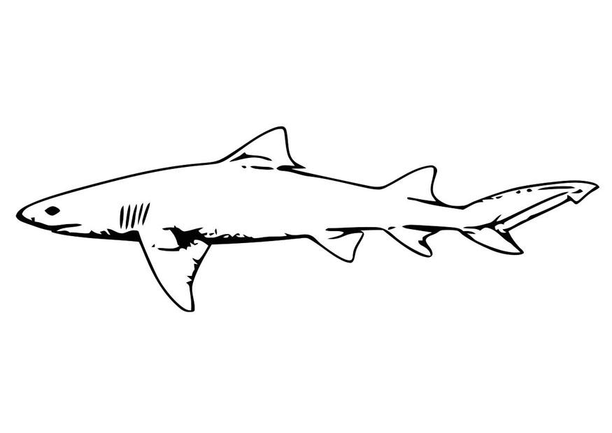 fisk - haj Målarbild fisk - haj
