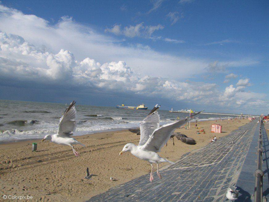 fiskmA¥s vid stranden Foto fiskmA¥s vid stranden