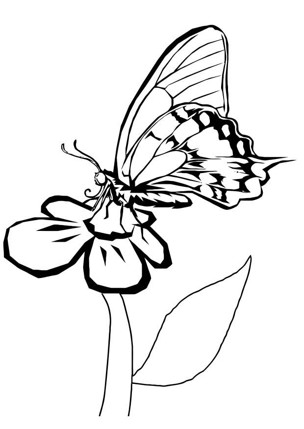 fjA¤ril pA¥ blomma Målarbild fjA¤ril pA¥ blomma