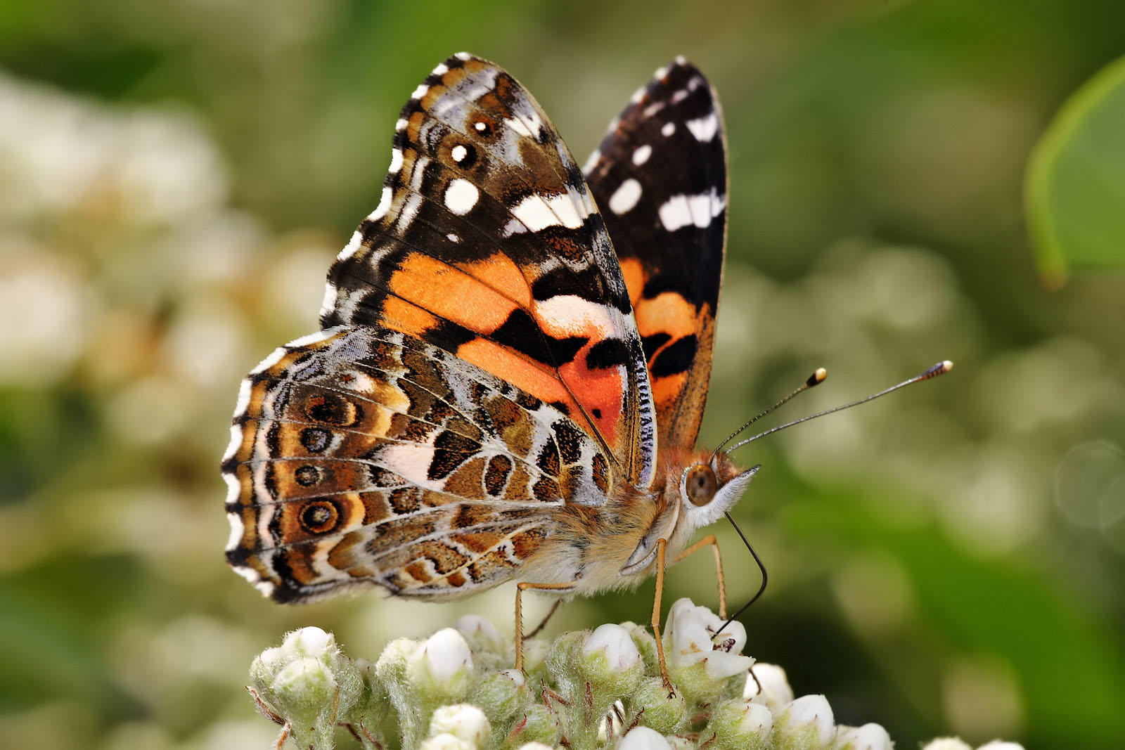fjA¤ril - vanessa kershawi - australian painted lady Foto fjA¤ril - vanessa kershawi - australian painted lady
