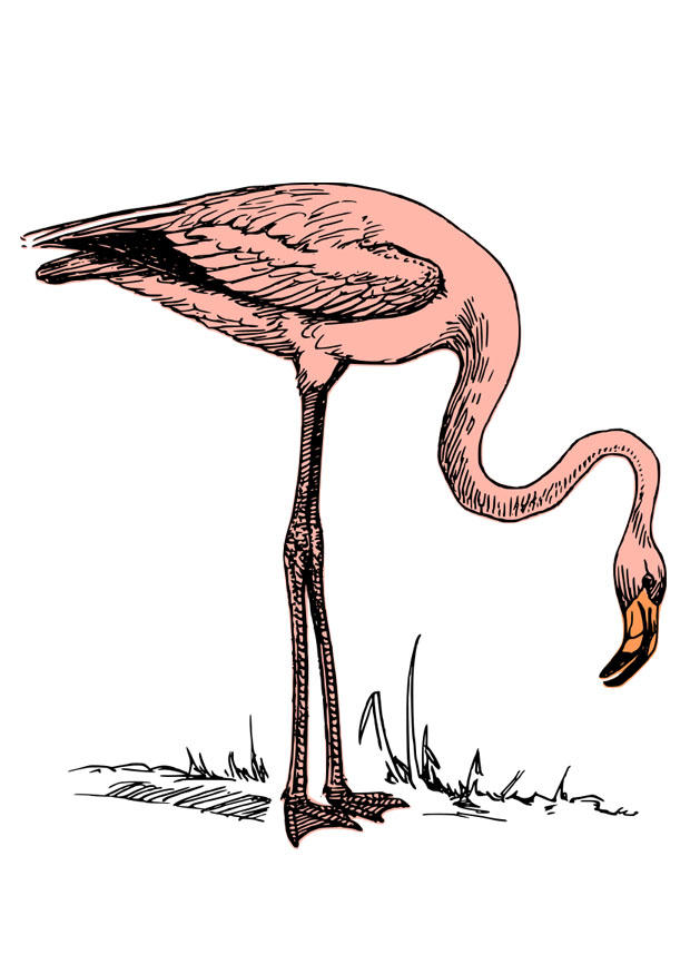 flamingo bild flamingo