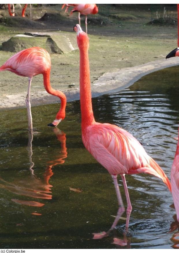 flamingo Foto flamingo