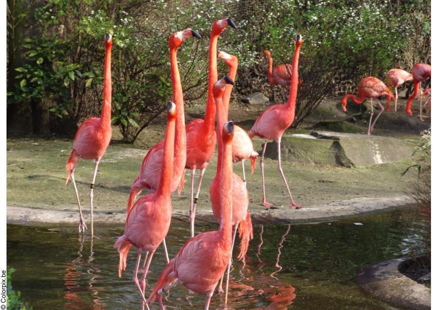 flamingoer Foto flamingoer