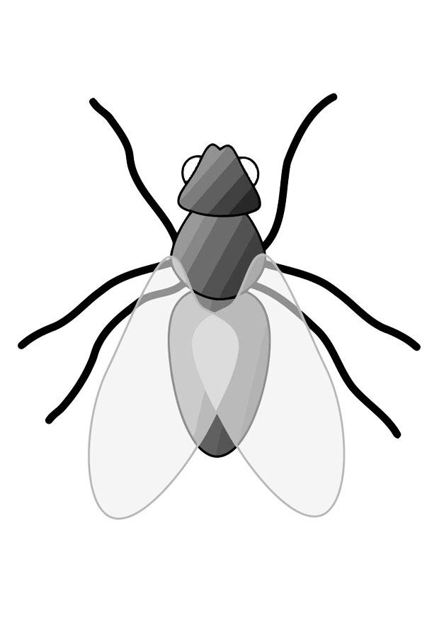 fluga Målarbild fluga