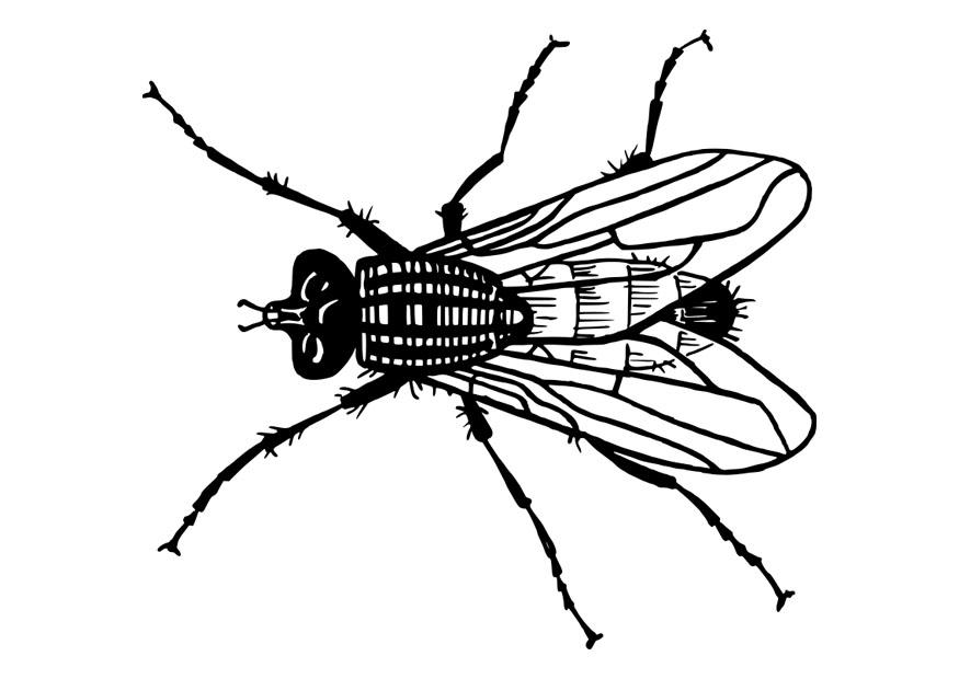 fluga Målarbild fluga
