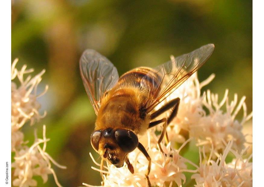 fluga - blomfluga Foto fluga - blomfluga