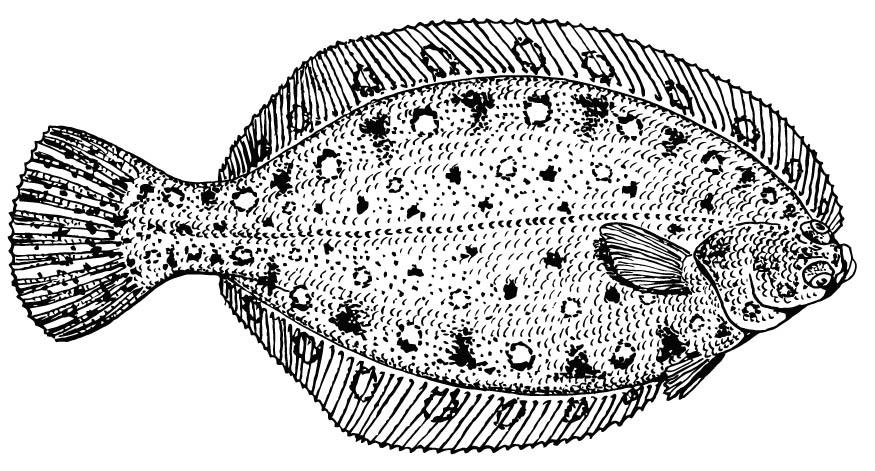 flundra Målarbild flundra