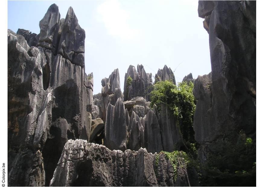 fA¶rstenad skog i kunming Foto fA¶rstenad skog i kunming