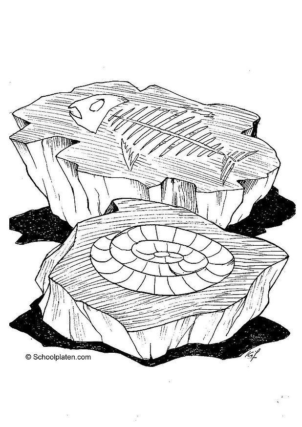 fossil Målarbild fossil