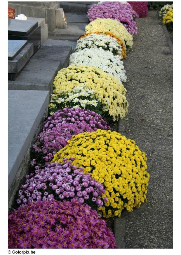 Foto blommor pA¥ kyrkogA¥rd