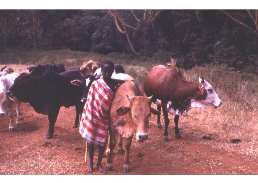 Foto fA¥raherde i kenya