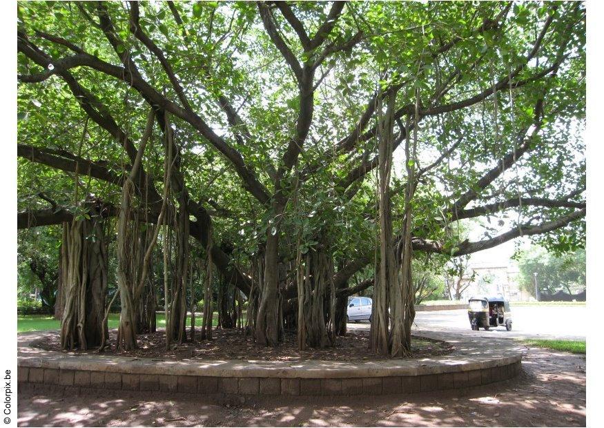 gandhimuseet i park puna Foto gandhimuseet i park puna