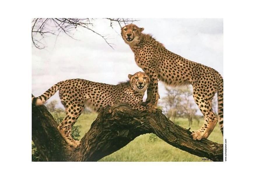 gepard Foto gepard