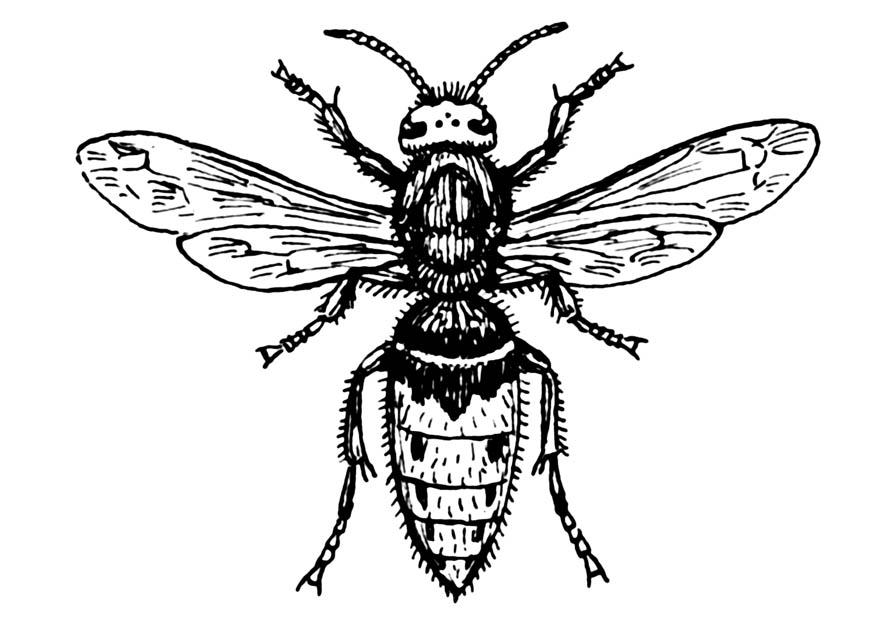 Målarbild geting - bA¥lgeting