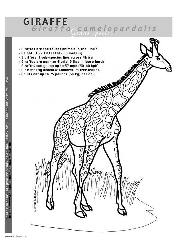 giraff Målarbild giraff
