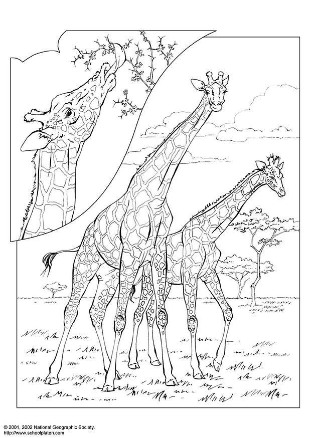 giraff Målarbild giraff