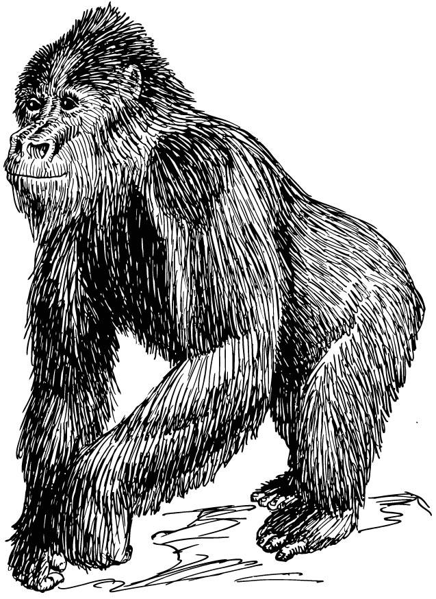 gorilla Målarbild gorilla