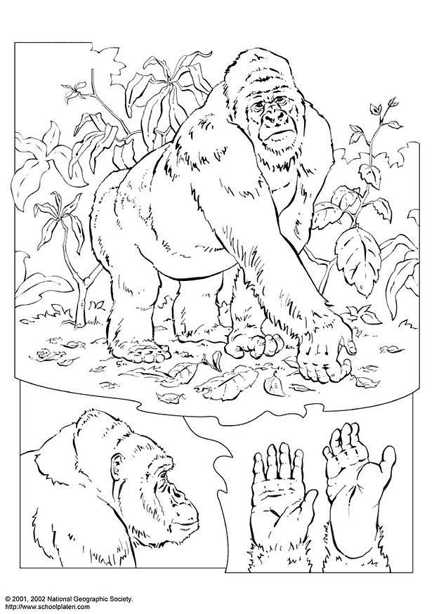 gorilla Målarbild gorilla