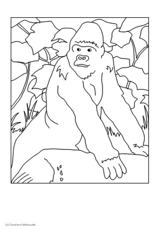 gorilla Målarbild gorilla