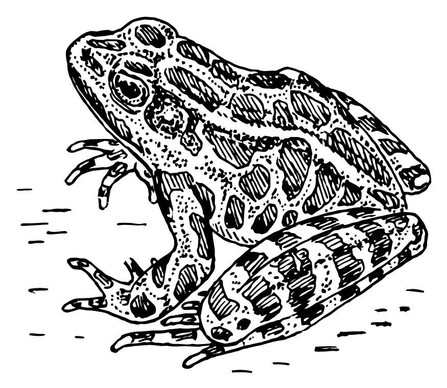 groda Målarbild groda
