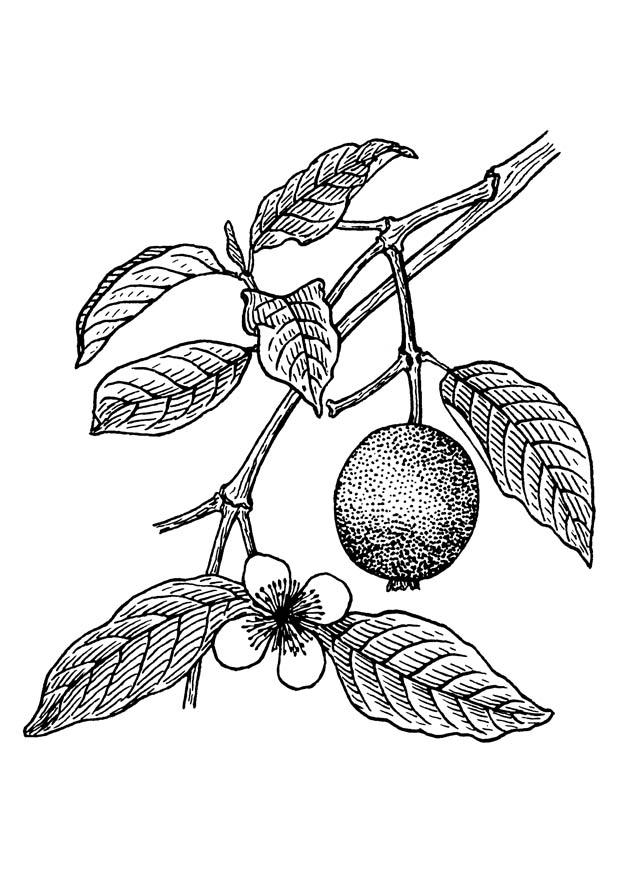 guava Målarbild guava