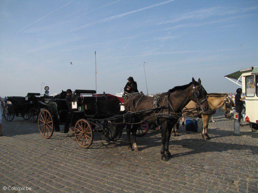 hA¤st och vagn Foto hA¤st och vagn