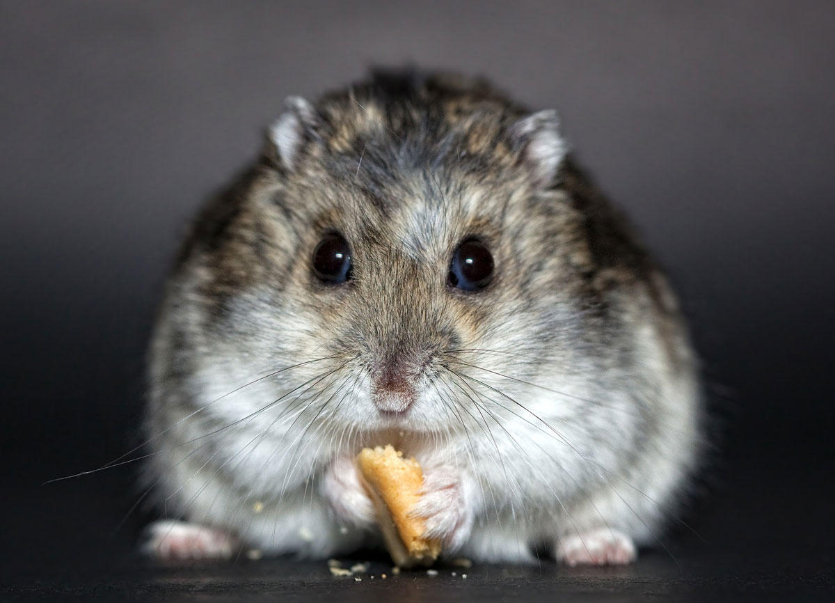 hamster Foto hamster