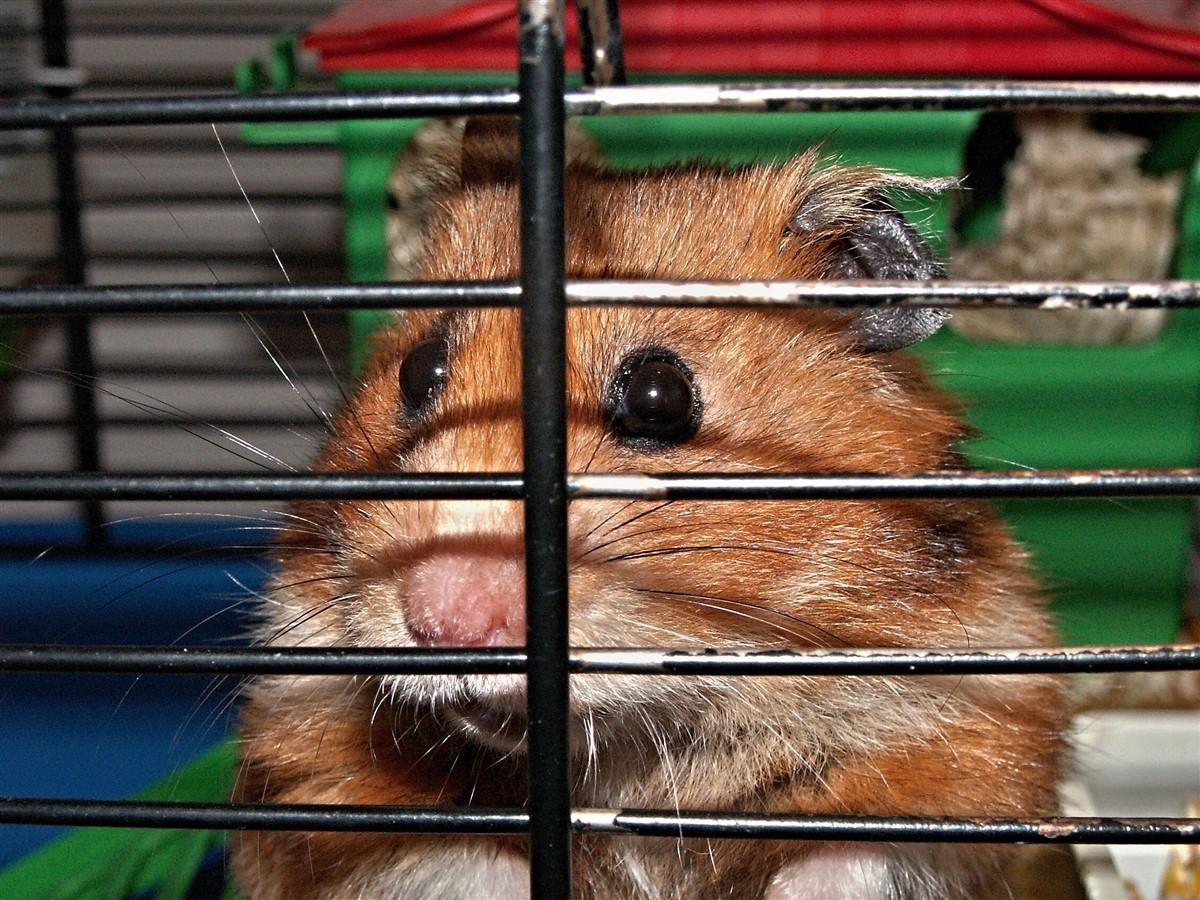 hamster i bur Foto hamster i bur