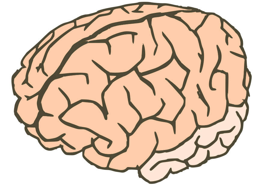 hjA¤rna bild hjA¤rna