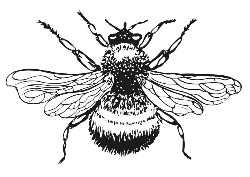 humla Målarbild humla