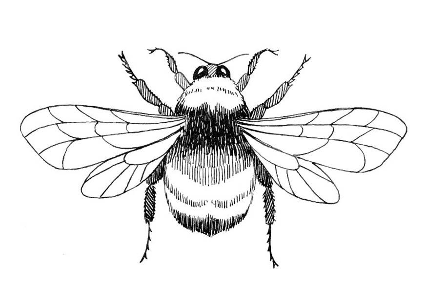 humla Målarbild humla