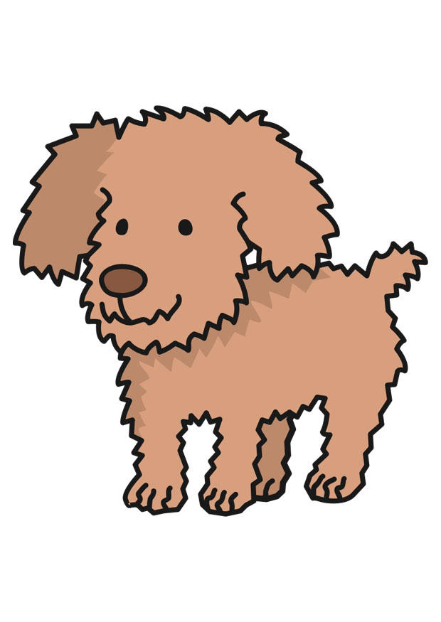 hund bild hund