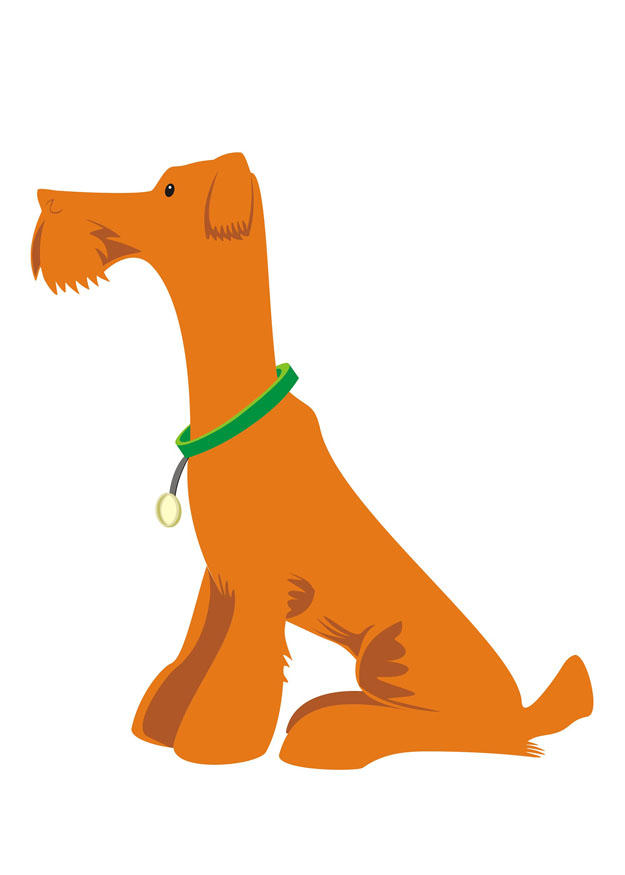 hund - att sitta bild hund - att sitta