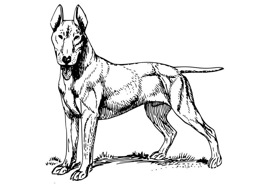 hund - bull terrier Målarbild hund - bull terrier