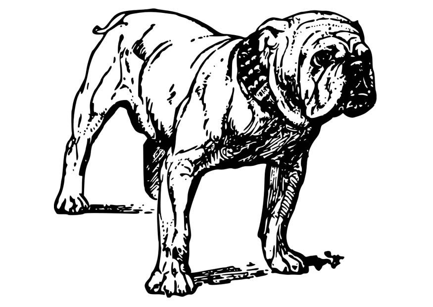 hund - bulldog Målarbild hund - bulldog
