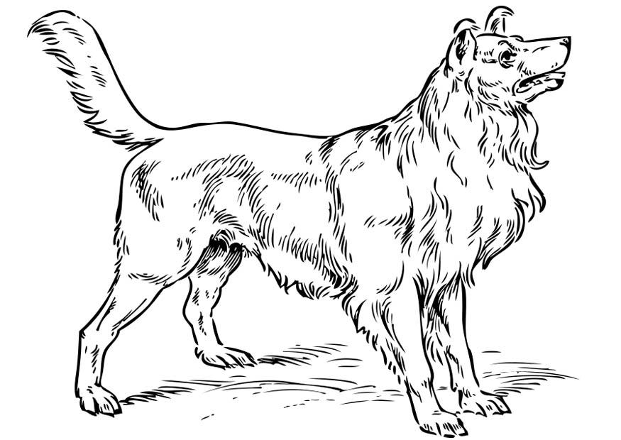 hund - collie Målarbild hund - collie