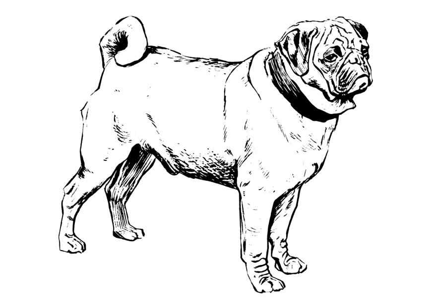 Målarbild hund - mops