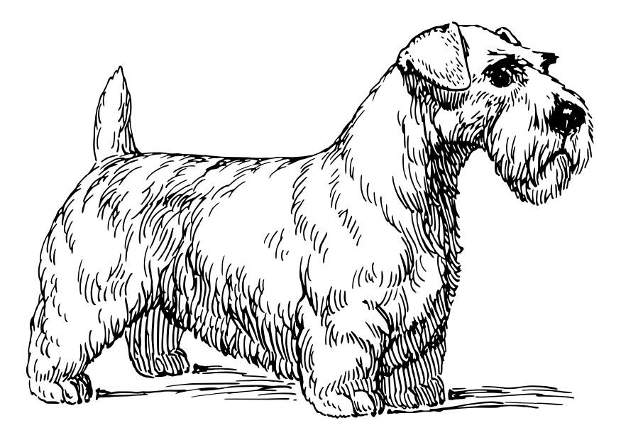 hund - sealyhamterrier Målarbild hund - sealyhamterrier